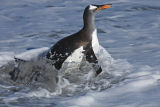 Gentoo Penguin